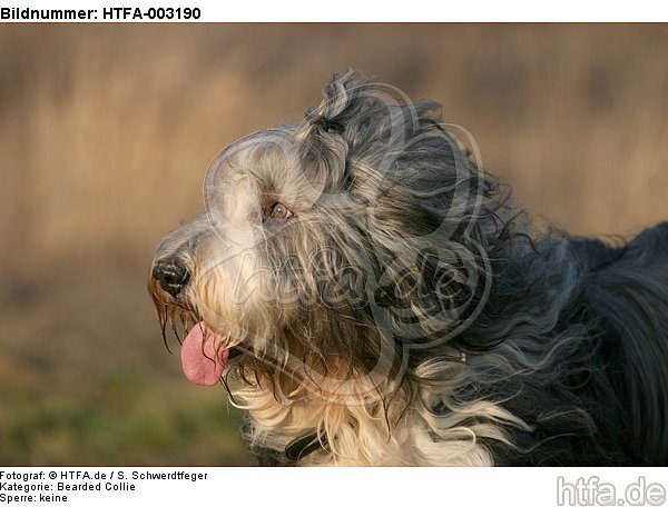 Bearded Collie / HTFA-003190