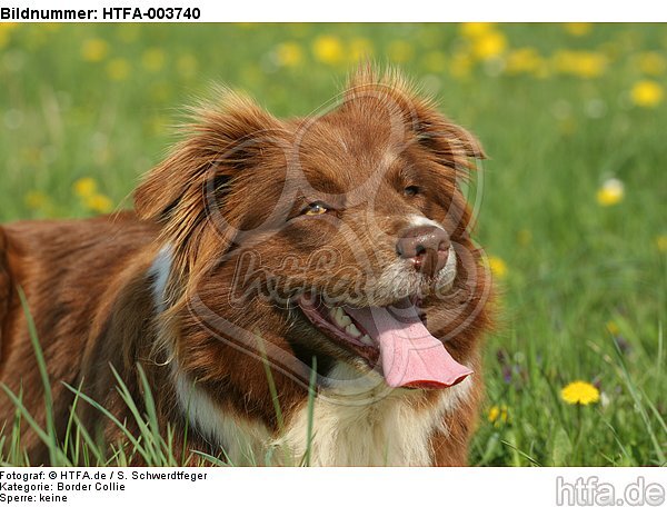 Border Collie / HTFA-003740