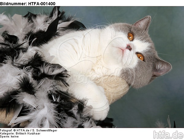 Britisch Kurzhaar / british shorthair / HTFA-001400