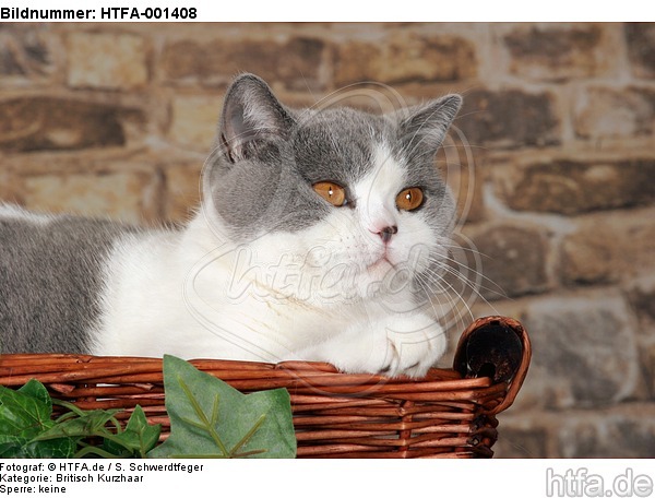 Britisch Kurzhaar / british shorthair / HTFA-001408