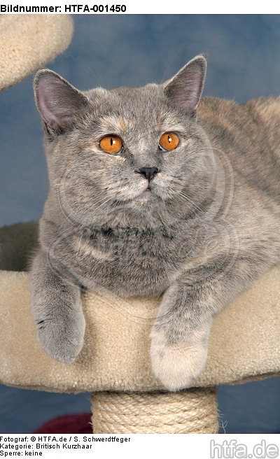 Britisch Kurzhaar / british shorthair / HTFA-001450