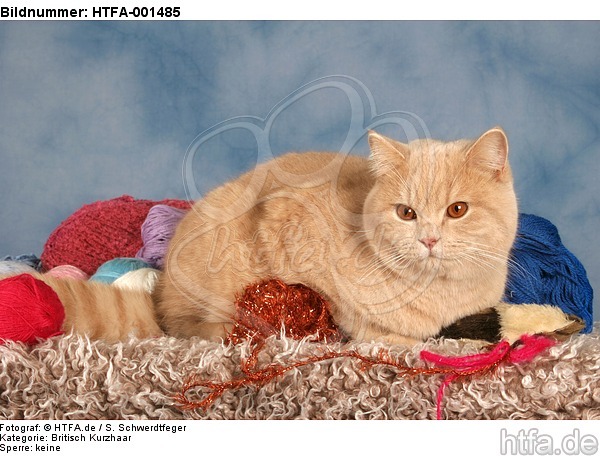 Britisch Kurzhaar / british shorthair / HTFA-001485