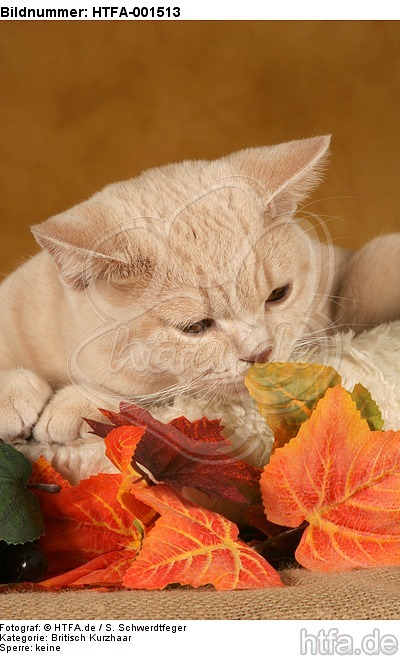Britisch Kurzhaar / british shorthair / HTFA-001513