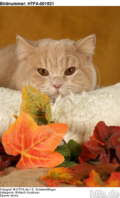 Britisch Kurzhaar / british shorthair / HTFA-001521