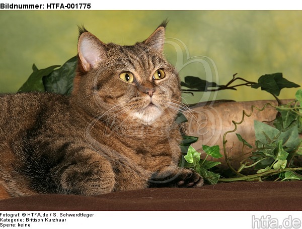 Britisch Kurzhaar / british shorthair / HTFA-001775