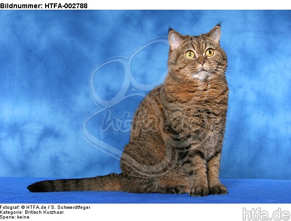 Britisch Kurzhaar / british shorthair / HTFA-002788