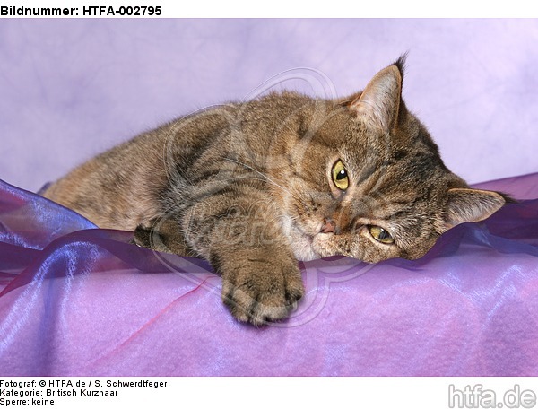 Britisch Kurzhaar / british shorthair / HTFA-002795