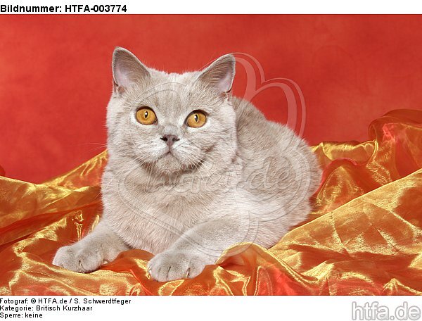 Britisch Kurzhaar / british shorthair / HTFA-003774