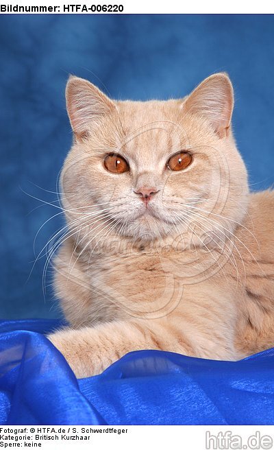 Britisch Kurzhaar / british shorthair / HTFA-006220