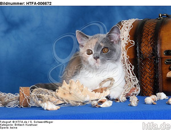 Britisch Kurzhaar Kätzchen / british shorthair kitten / HTFA-006672