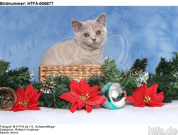 Britisch Kurzhaar Kätzchen / british shorthair kitten / HTFA-006877