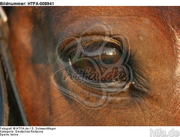 Deutsches Reitpony Auge / pony eye / HTFA-008941