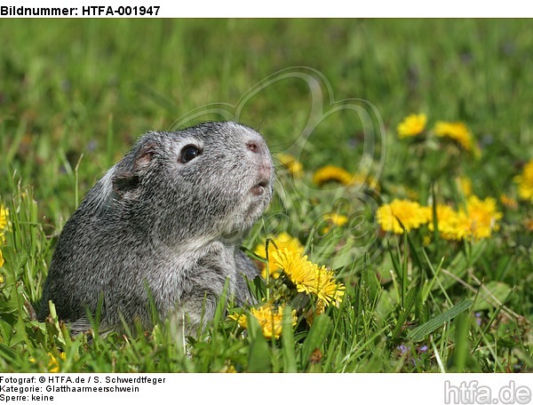 Glatthaarmeerschwein / guninea pig / HTFA-001947