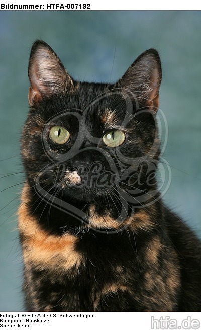 Hauskatze / domestic cat / HTFA-007192