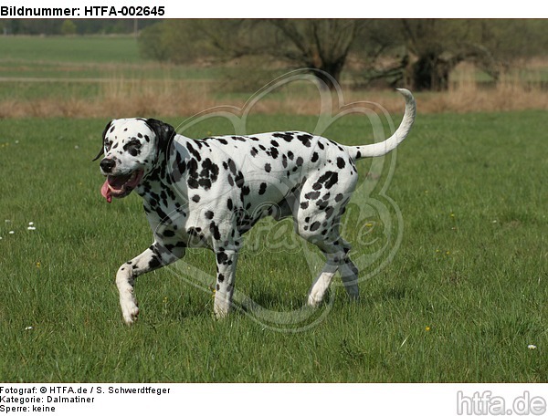 Dalmatiner / dalmatian / HTFA-002645