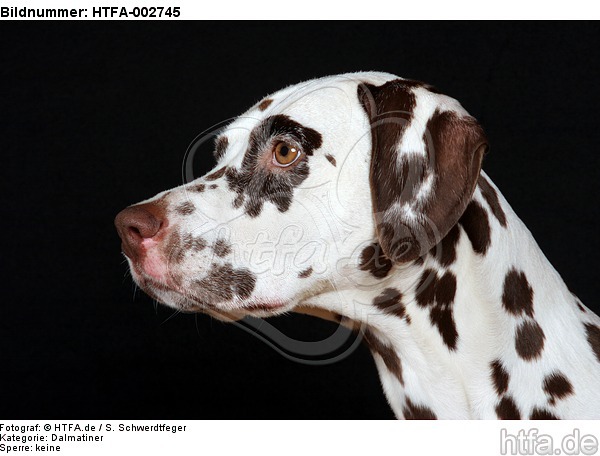 Dalmatiner / dalmatian / HTFA-002745