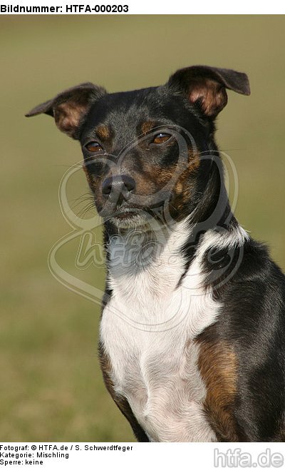 Mischling Portrait / mongrel portrait / HTFA-000203