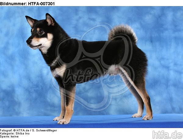 Shiba Inu / HTFA-007301
