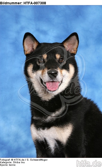 Shiba Inu / HTFA-007308