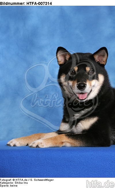 Shiba Inu / HTFA-007314