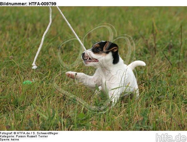 spielender Parson Russell Terrier Welpe / playing PRT puppy / HTFA-009799