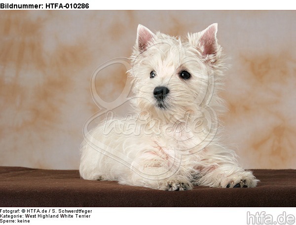 liegender West Highland White Terrier Welpe / lying West Highland White Terrier Puppy / HTFA-010286