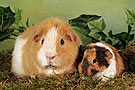 Hundefotos