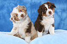 Hundefotos