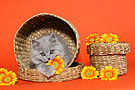Hundefotos