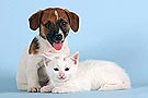 Hundefotos