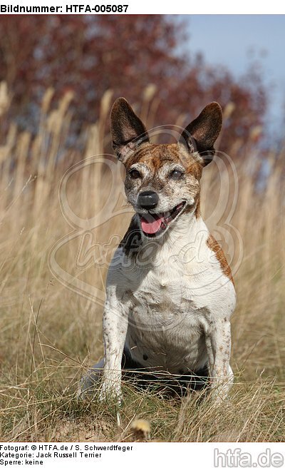 Jack Russell Terrier / HTFA-005087