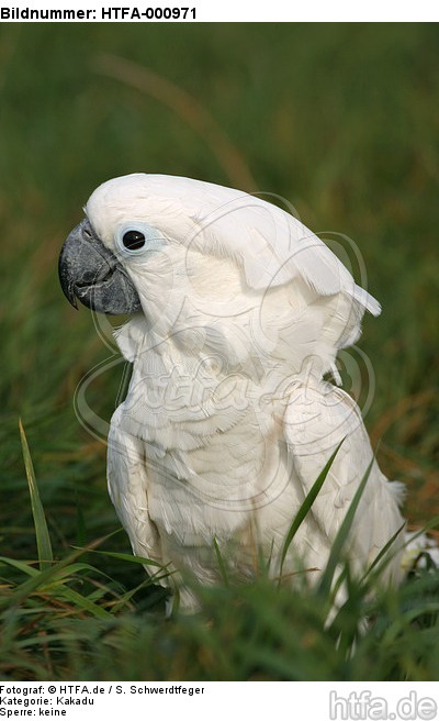 Kakadu im Gras / cockatoo in grass / HTFA-000971