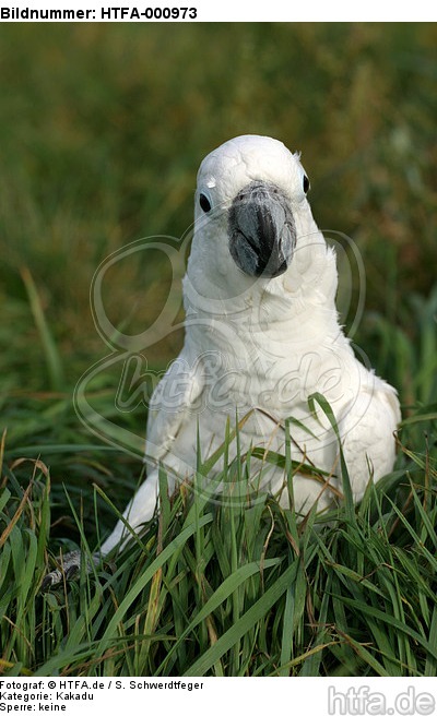 Kakadu im Gras / cockatoo in grass / HTFA-000973