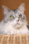 Maine Coon Portrait