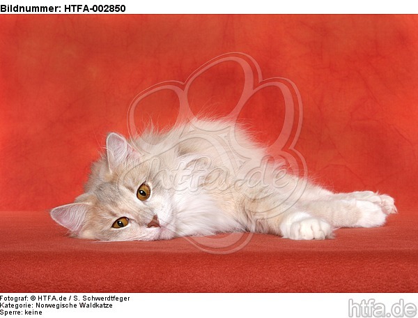 Norwegische Waldkatze / norwegian forestcat / HTFA-002850