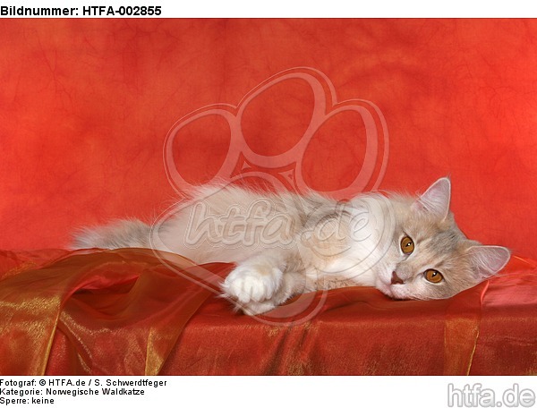 Norwegische Waldkatze / norwegian forestcat / HTFA-002855