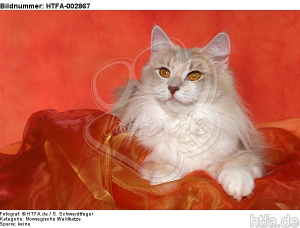 Norwegische Waldkatze / norwegian forestcat / HTFA-002867