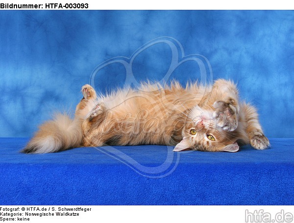 Norwegische Waldkatze / norwegian forestcat / HTFA-003093