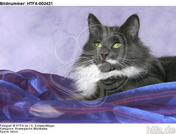 Norwegische Waldkatze / norwegian forestcat / HTFA-003421