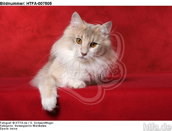 Norwegische Waldkatze / norwegian forestcat / HTFA-007505