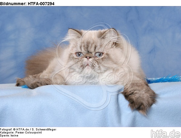 Perser Colourpoint / persian colourpoint / HTFA-007294