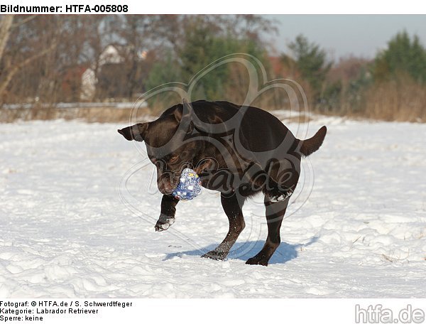Labrador Retriever / HTFA-005808
