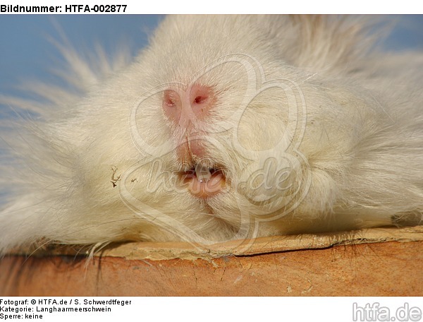 Langhaarmeerschwein Maul / long-haired guninea pig mouth / HTFA-002877