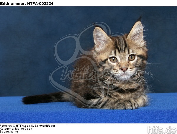 Maine Coon Kätzchen / maine coon kitten / HTFA-002224