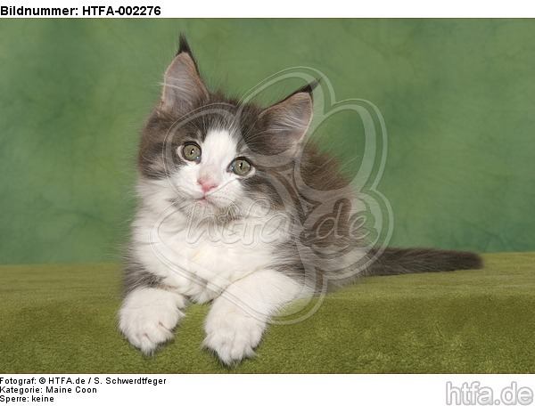 Maine Coon Kätzchen / maine coon kitten / HTFA-002276