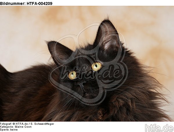 Maine Coon / HTFA-004209