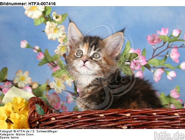 Maine Coon Kätzchen / maine coon kitten / HTFA-007416