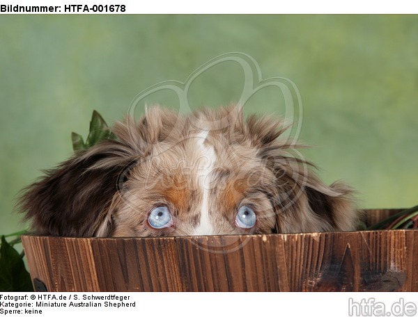 Miniature Australian Shepherd Welpe / miniature australian shepherd puppy / HTFA-001678