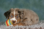Miniature Australian Shepherd Welpe / miniature australian shepherd puppy