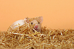 Goldhamster / golden hamster